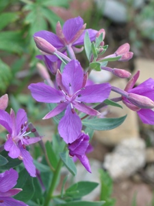 Chamerion latifolium